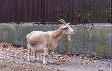 Ostrava Hayvanat Bahçesinde Evcil Keçi resmi..