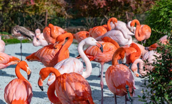 Una Foto Grupo Flamencos Americanos Zoológico Ostrava — Foto de Stock