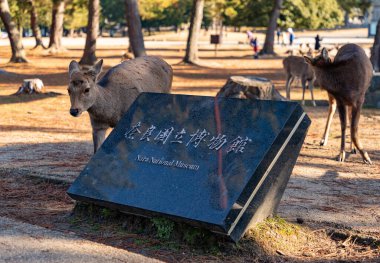 Nara Ulusal Müzesi 'nin plaketinin bir resmi, bazı hasta geyiklerinin yanında..