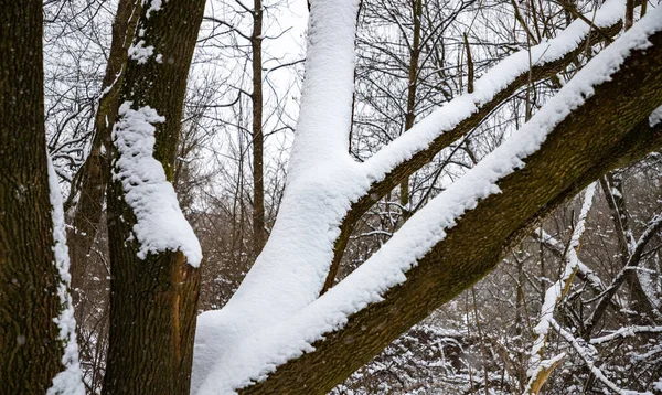 Μια Εικόνα Από Χιονισμένα Κλαδιά Δέντρων Στο Δάσος Κατά Διάρκεια — Φωτογραφία Αρχείου