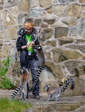 Orientarium Hayvanat Bahçesi Lodz 'daki bakıcıları tarafından beslenen bir grup Halka Kuyruklu Lemur' un resmi..
