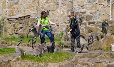 Orientarium Hayvanat Bahçesi Lodz 'daki bekçileri tarafından beslenen bir grup Halka Kuyruklu Lemur' un resmi..