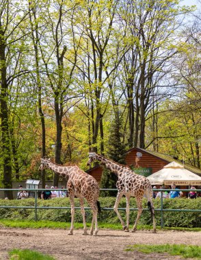 Orientarium ZOO Lodz 'da iki Nubian zürafasının resmi..