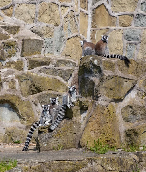 Фото Групи Лемурів Кільцевим Хвостом Східному Зоопарку — стокове фото