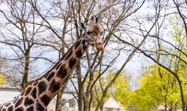 Una Foto Una Giraffa Nubiana All Orientarium Zoo Lodz — Foto Stock