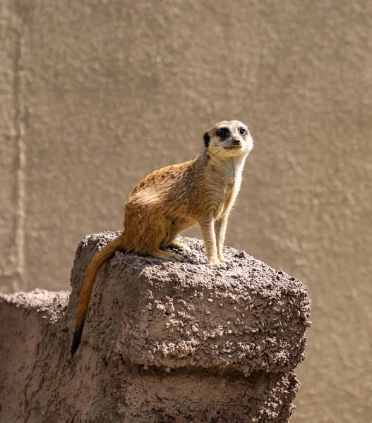 Фото Meerkat Orientarium Zoo Lodz — стокове фото