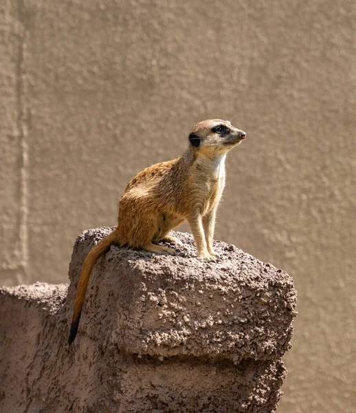 Фото Meerkat Orientarium Zoo Lodz — стокове фото