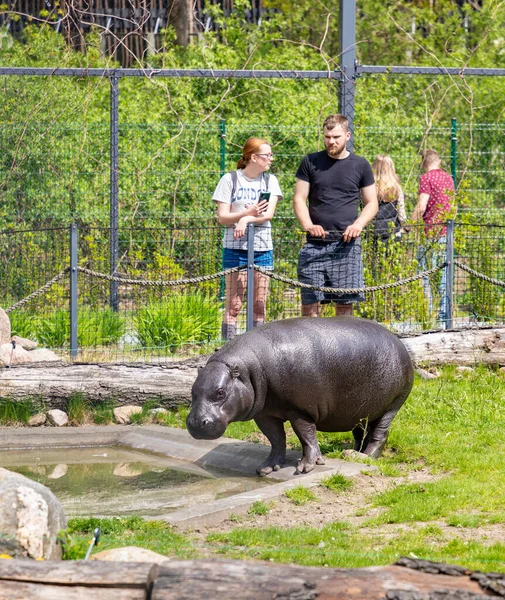 Una Foto Hipopótamo Pigmeo Siendo Observado Por Algunas Personas Orientarium —  Fotos de Stock