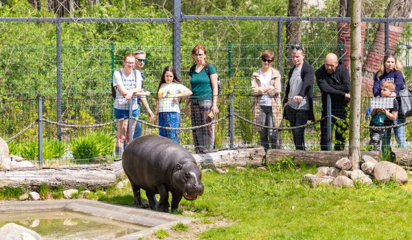 Una Foto Hipopótamo Pigmeo Siendo Observado Por Algunas Personas Orientarium —  Fotos de Stock