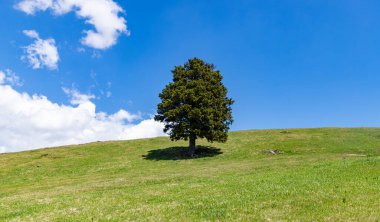 Tepedeki yalnız bir ağacın resmi..