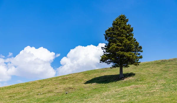 Immagine Albero Solitario Una Collina — Foto Stock