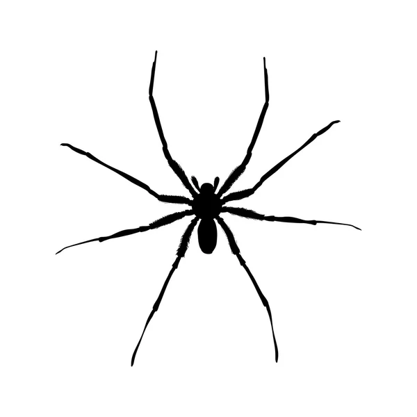 Große Spinne — Stockfoto