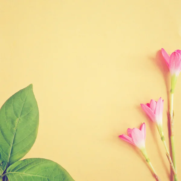 Flowers and leaves on paper — Stock Photo, Image