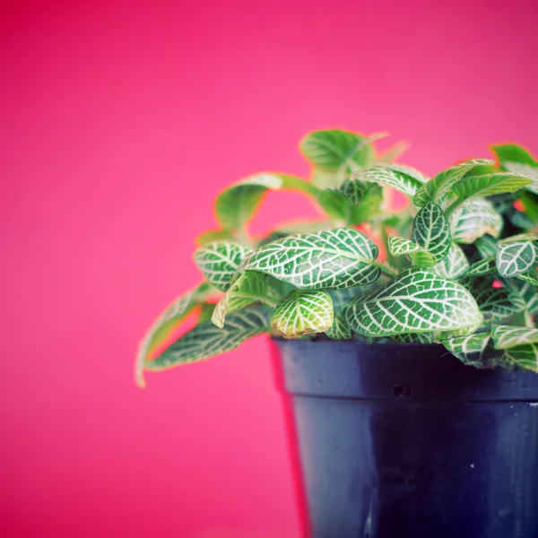 Plant op rode achtergrond — Stockfoto