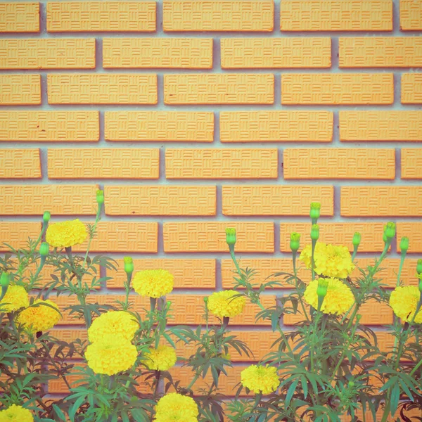 Wand mit Blume — Stockfoto