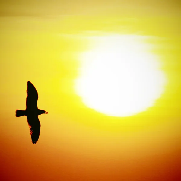 日落时的海鸥 — 图库照片