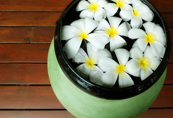 Frangipani flowers — Stock Photo, Image