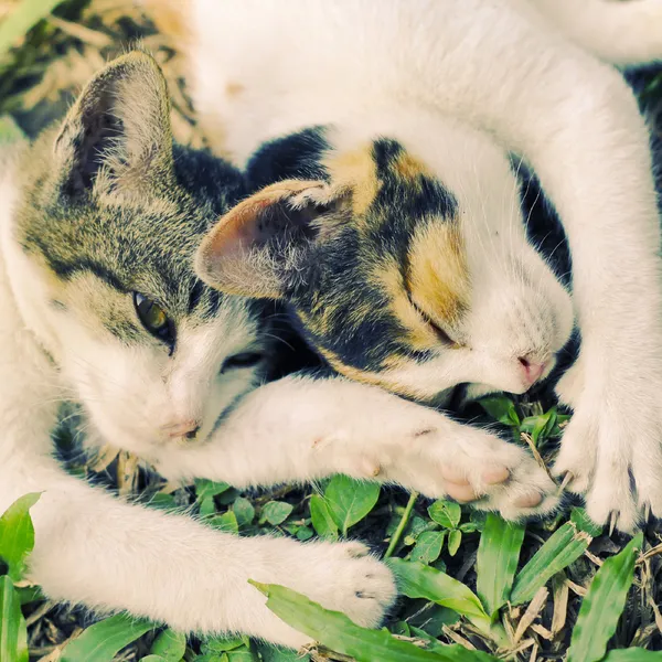 Gattini che dormono in giardino — Foto Stock