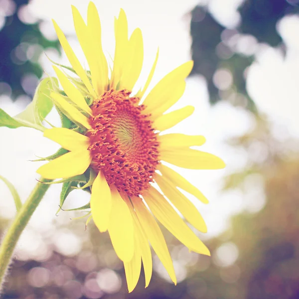 Primo piano del fiore del sole — Foto Stock