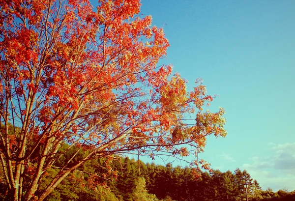 Vítáme vás na podzimní sezónu s efekt retro filtru — Stock fotografie