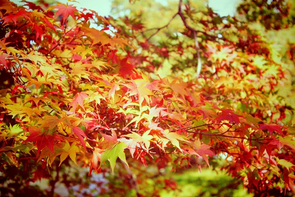 Autumn klonowe listowie w ogrodzie z efektu retro filtr — Zdjęcie stockowe