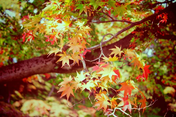 Podzimní Javorové listy v zahradě s efekt retro filtru — Stock fotografie