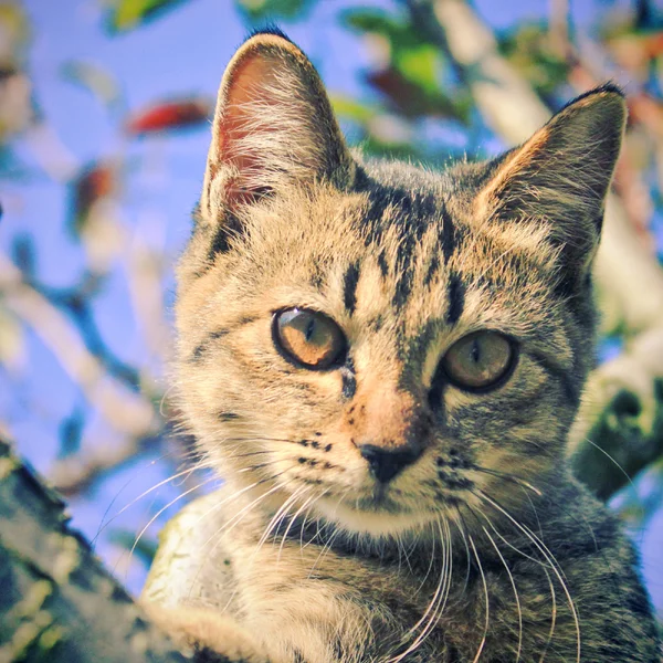 Симпатичный кот на дереве с эффектом ретро фильтра — стоковое фото