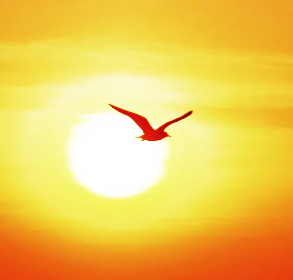 Seagull on sunset background — Stock Photo, Image