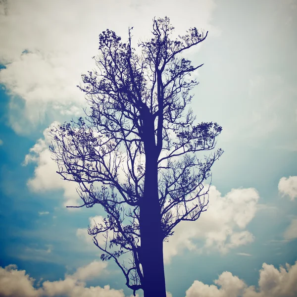 Silhouette des Baumes — Stockfoto