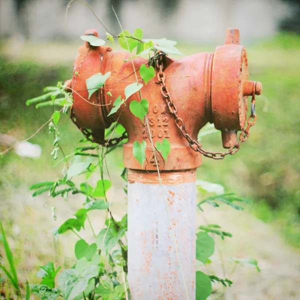 Fire hydrant i bluszcz roślin — Zdjęcie stockowe
