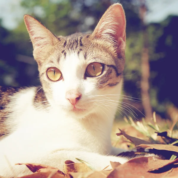 猫は草の上に横たわる — ストック写真