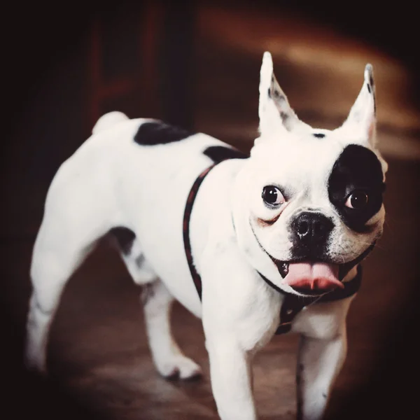 Carino Bulldog — Foto Stock