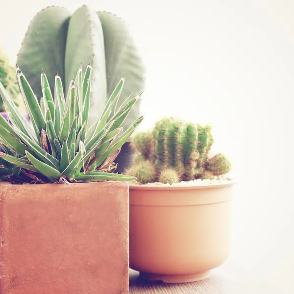 Verschillende van cactus — Stockfoto