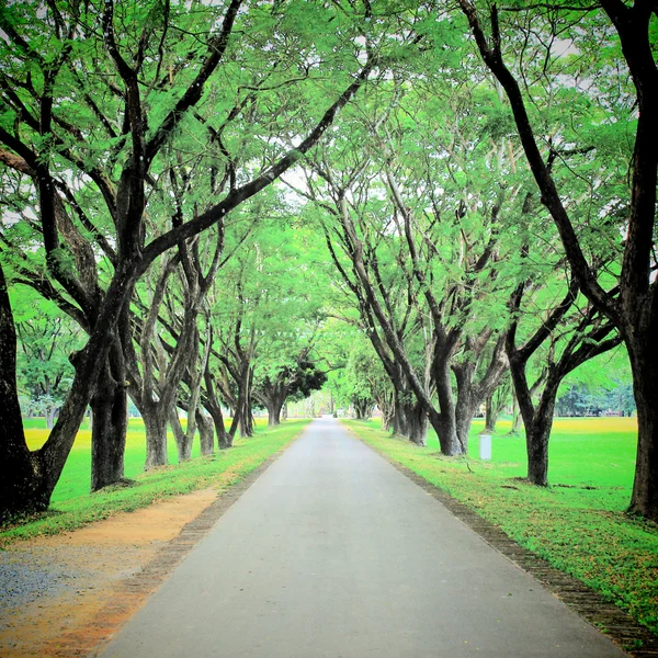 Strada e alberi — Foto Stock