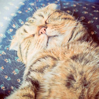 Uyuyan kedi
