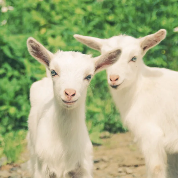 Little goats — Stock Photo, Image