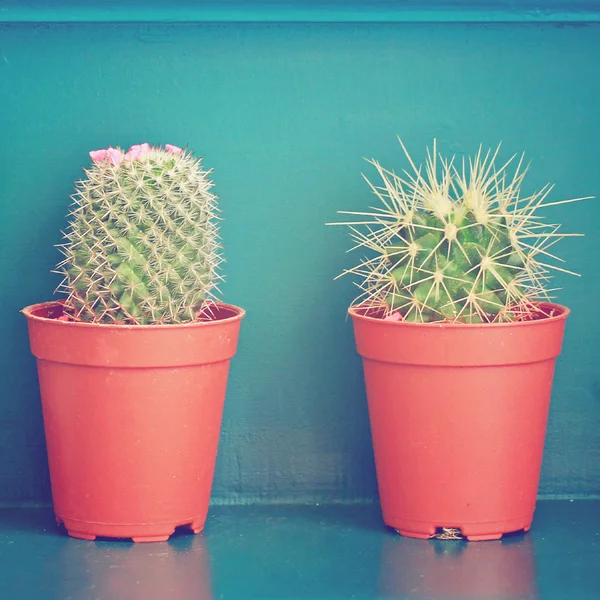 Cactus Kecil — Stok Foto