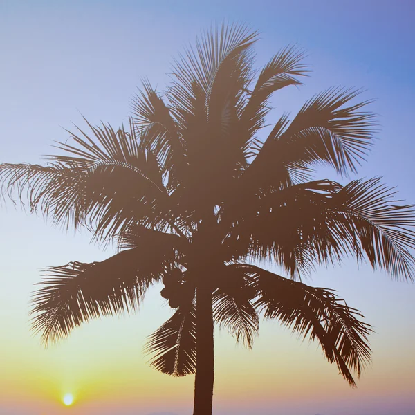 Coconut palm — Stockfoto