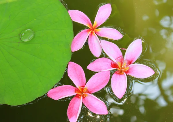 Pink frangipani flowers — Stock Photo, Image