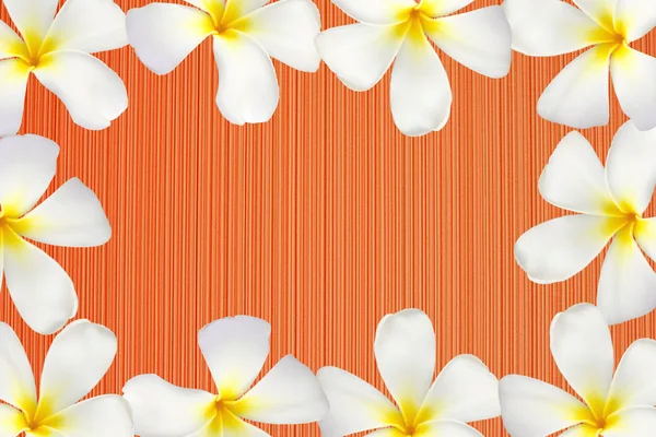 Frangipani flower frame — Stock Photo, Image