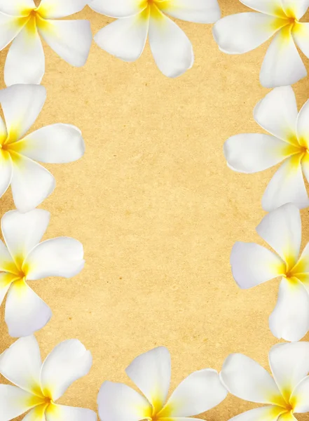 Frangipani çiçek çerçeve — Stok fotoğraf