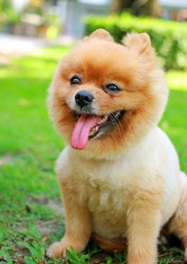 Pomeranya köpeği