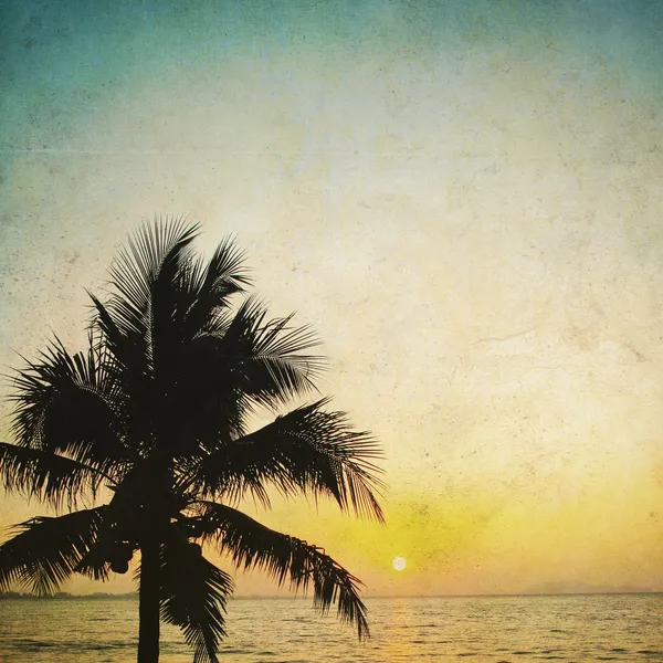 Coconut palm tree — Stock Photo, Image