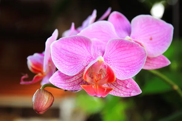 Rosa orkidéer — Stockfoto