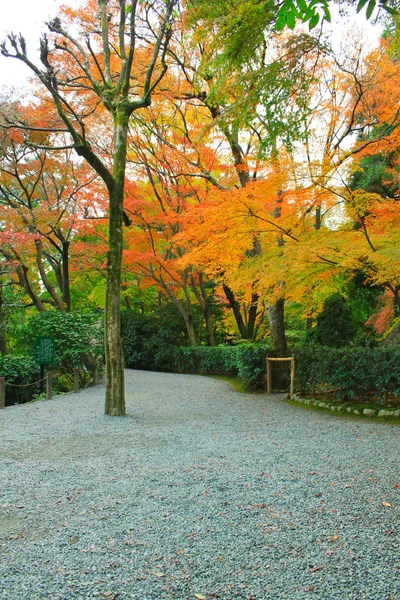 Japan in rode esdoorn bomen — Stockfoto