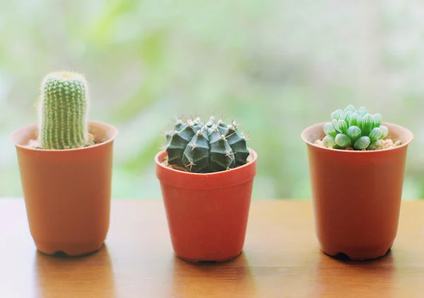 Kaktus zur Dekoration — Stockfoto