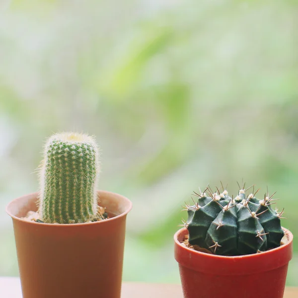 Cactus per la decorazione — Foto Stock