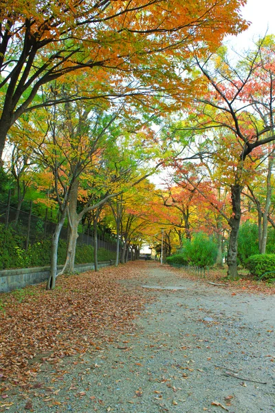 Japan in roten Ahornbäumen — Stockfoto