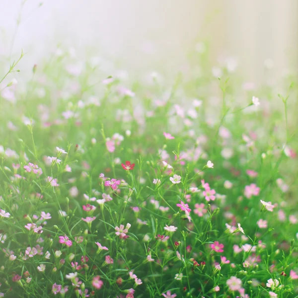 Pequenos botões de flores — Fotografia de Stock