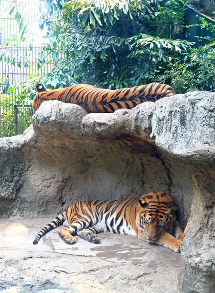 Sleeping tigers